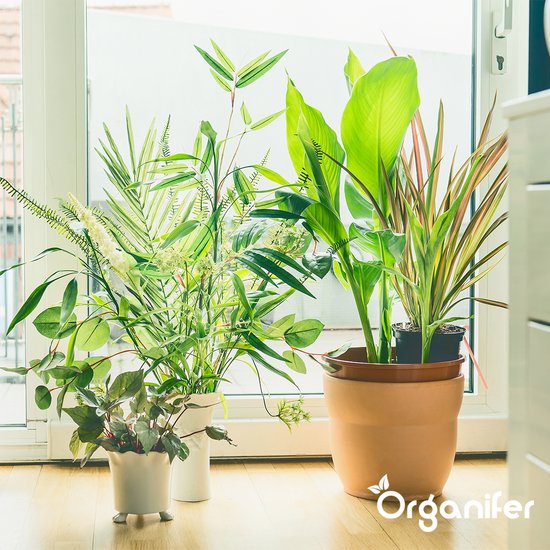 Verschillende groene kamerplanten in potten bij een raam.