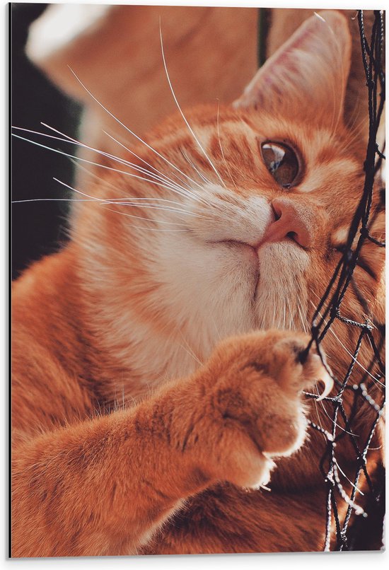 Dibond - Nieuwsgierige Ginger Kat in Net - 40x60 cm Foto op Aluminium (Wanddecoratie van metaal)
