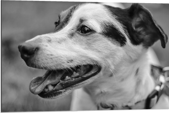 Dibond - Opzijkijkende Hijgende Hond (Zwart- wit) - 90x60 cm Foto op Aluminium (Met Ophangsysteem)