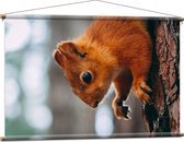 WallClassics - Textielposter - Eekhoorn hangend aan Felkleurige Eekhoorn - 120x80 cm Foto op Textiel