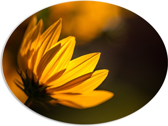 PVC Schuimplaat Ovaal - Zijaanzicht van Gele Bloembladeren met Zonlicht - 96x72 cm Foto op Ovaal (Met Ophangsysteem)