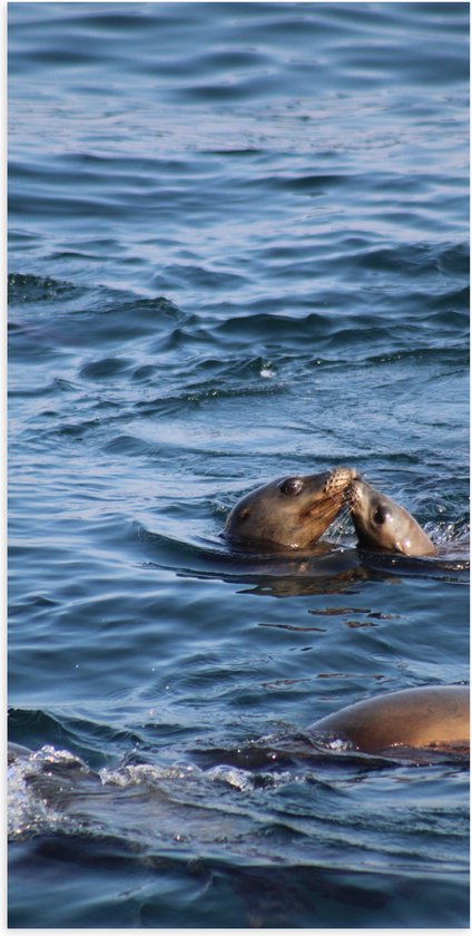 Poster Glanzend – Kussende Zeeleeuwen in de Zee - 50x100 cm Foto op Posterpapier met Glanzende Afwerking