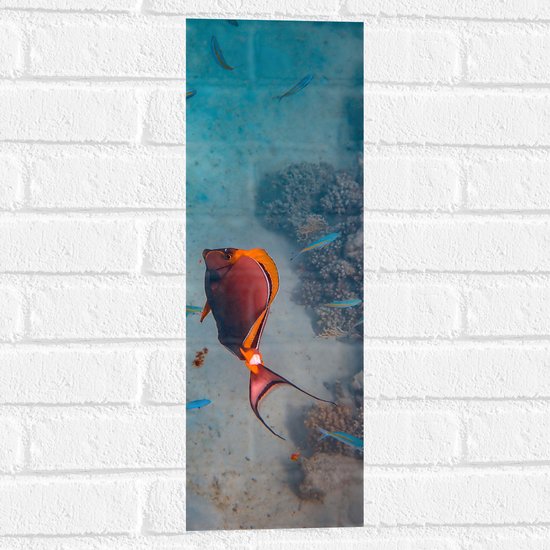 Muursticker - Sierlijke Rood met Oranje Vis bij Koraal op Zeebodem - 20x60 cm Foto op Muursticker