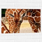 WallClassics - Muursticker - Buigende Giraffe - 75x50 cm Foto op Muursticker