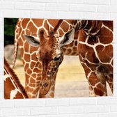 WallClassics - Muursticker - Buigende Giraffe - 100x75 cm Foto op Muursticker
