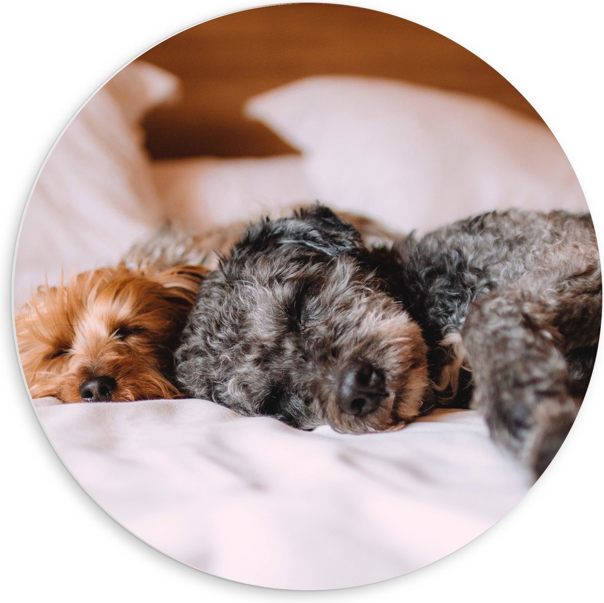 PVC Schuimplaat Muurcirkel - Uitrustende Puppy's op Witte Lakens van Bed - 60x60 cm Foto o