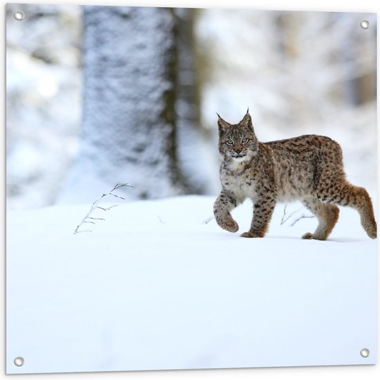 Tuinposter – Sluipende Lynx door Winter Landschap - 80x80 cm Foto op Tuinposter (wanddecoratie voor buiten en binnen)