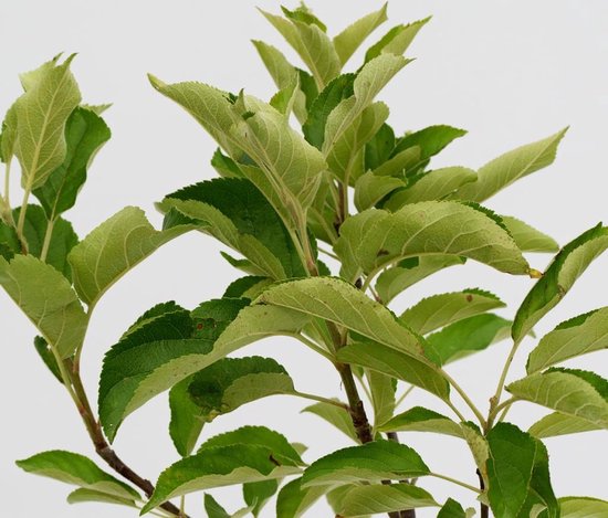 Jonge appelboom met groene bladeren tegen een witte achtergrond.