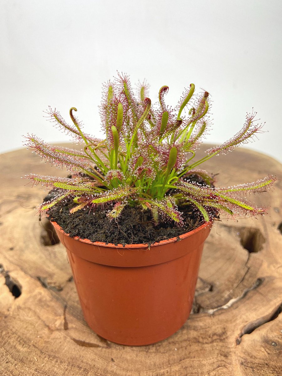 Zonnedauw Setje | Drosera 'Capensis' | 2 stuks | Potmaat: 8.5 cm hoogte 10cm | Prachtige set om mee te starten | Super behulpzaam in het vangen van insecten