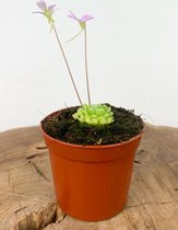 Vetblad (Pinguicula) setje | 'Anna en Esseriana' | hoogte 25 cm | Speciale vleesetende planten voor in huis
