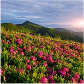 Poster (Mat) - Zon Verdwijnend Achter Bergen bij Roze Bloemenveld - 80x80 cm Foto op Posterpapier met een Matte look