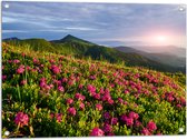 Tuinposter – Zon Verdwijnend Achter Bergen bij Roze Bloemenveld - 80x60 cm Foto op Tuinposter (wanddecoratie voor buiten en binnen)