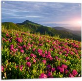 Tuinposter – Zon Verdwijnend Achter Bergen bij Roze Bloemenveld - 100x100 cm Foto op Tuinposter (wanddecoratie voor buiten en binnen)