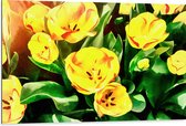Dibond - Schilderij van Gele Violet Bloemen in het Veld - 105x70 cm Foto op Aluminium (Met Ophangsysteem)