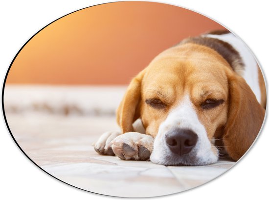 Dibond Ovaal - Rustende Beagle Puppy in Oranje Licht - 40x30 cm Foto op Ovaal (Met Ophangsysteem)