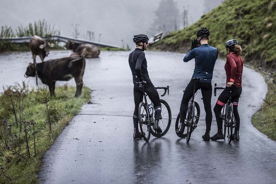 Drie wielrenners en koeien op een natte, mistige bergweg.