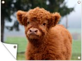 Affiche de jardin Scottish Highlander - Veau - Herbe - 130x90 cm - Décoration murale Extérieur - Affiche de jardin - Toile de jardin - Affiche de clôture - Peinture de jardin