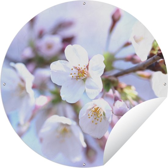 Foto: Tuincirkel bloemen sakura tak 120x120 cm ronde tuinposter buiten xxl groot formaat 