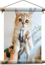 Textielposter - Kitten met Flosjes in Mensenhanden - 30x40 cm Foto op Textiel
