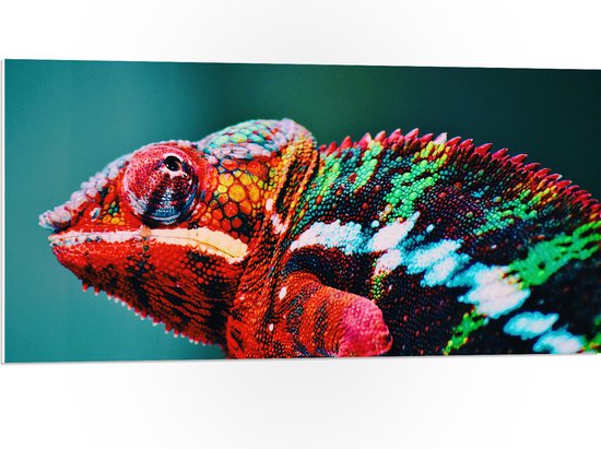 PVC Schuimplaat- Omhoogkijkende Kameleon met Groen en Roodkleurige Vacht - 100x50 cm Foto op PVC Schuimplaat