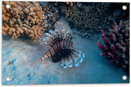 Tuinposter – Koraalduivel Vis zwemmend op Zeebodem langs Koraal - 60x40 cm Foto op Tuinposter (wanddecoratie voor buiten en binnen)