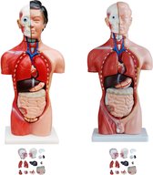Het Menselijk Lichaam - Anatomie Model Torso Met Organen, Vrouw + Man,  13-Delig, 45 Cm | Bol.Com