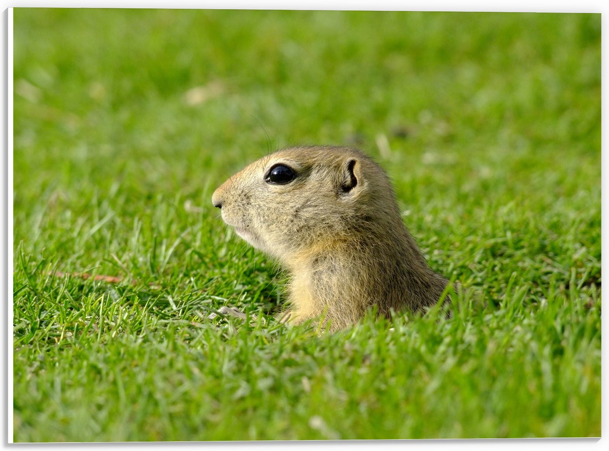 PVC Schuimplaat - Baby Goffer Komt uit de Grond - 40x30 cm Foto op PVC Schuimplaat (Met Ophangsysteem)