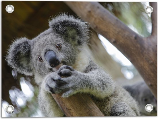 Tuinposter – Australische Koala in een Boom - 40x30 cm Foto op Tuinposter (wanddecoratie voor buiten en binnen)