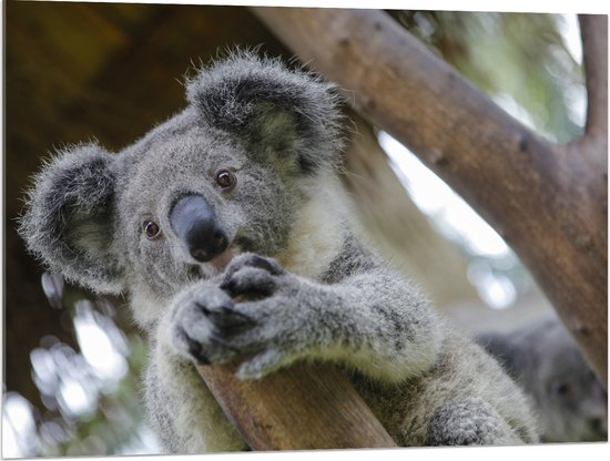 Acrylglas - Australische Koala in een Boom - 100x75 cm Foto op Acrylglas (Met Ophangsysteem)