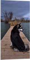 WallClassics - Acrylglas - Zwarte Alaska Hond op Brug over het Water - 50x100 cm Foto op Acrylglas (Wanddecoratie op Acrylaat)