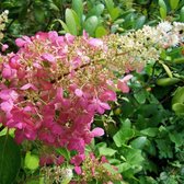 Garden Select - Hortensia Paniculata 'Pink Lady', - Perfect voor in de tuin! - Pot 9cm - Hoogte 25-35cm