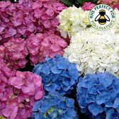 Garden Select - Mix van 3 Boerenhortensia's - Hydrangea 'Early Blue', 'Early Pink', 'Wudu' - Pot ⌀9cm - Hoogte  25-40cm - Winterhard - Tuinaplant - Hortensia - Struik