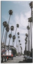 WallClassics - Dibond - Hoge Palmbomen aan Straat - 50x100 cm Foto op Aluminium (Met Ophangsysteem)