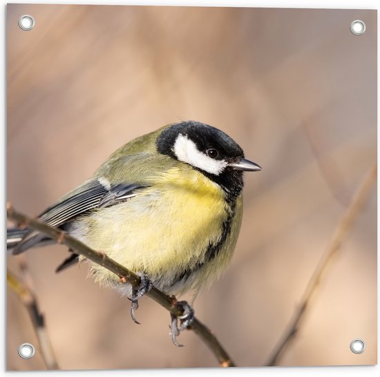 Tuinposter – Dik Koolmeesje op Dunne Tak - 50x50 cm Foto op Tuinposter (wanddecoratie voor buiten en binnen)