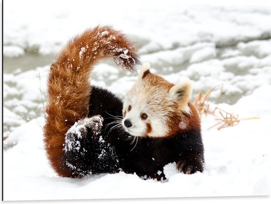 WallClassics - Dibond - Kleine Rode Panda in de Sneeuw - 80x60 cm Foto op Aluminium (Wanddecoratie van metaal)