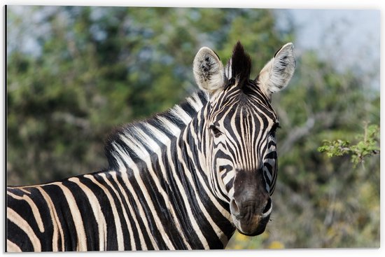 Dibond - Portret van Omkijkende Zebra bij Bomen - 60x40 cm Foto op Aluminium (Met Ophangsysteem)