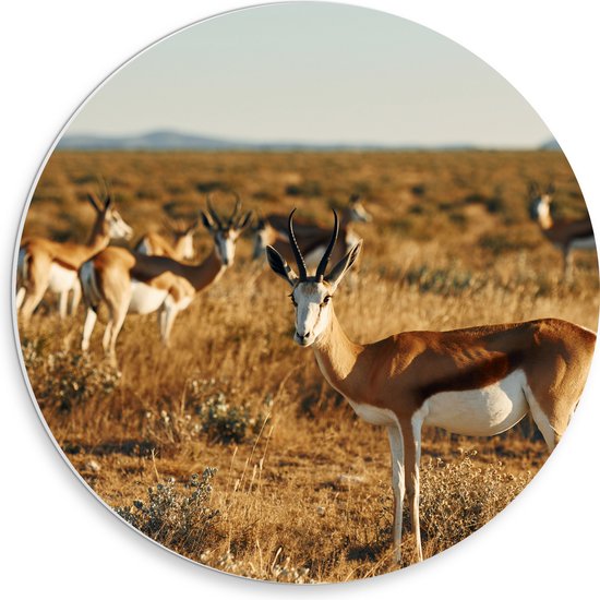 PVC Schuimplaat Muurcirkel - Kudde Antilopes in Droog Savanne Landschap - 30x30 cm Foto op Muurcirkel (met ophangsysteem)