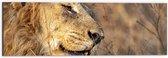 Dibond - Lachende Mannetjesleeuw in Zuid-Afrika - 60x20 cm Foto op Aluminium (Met Ophangsysteem)