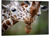 Dibond - Liefdevol Giraffe Duo - 100x75 cm Foto op Aluminium (Met Ophangsysteem)