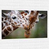 Muursticker - Liefdevol Giraffe Duo - 105x70 cm Foto op Muursticker