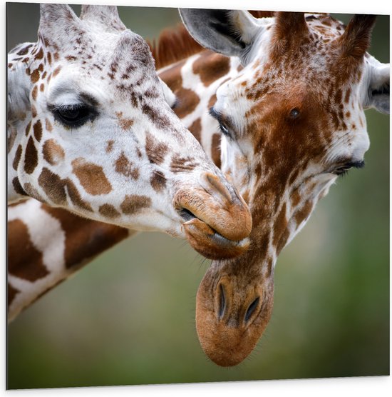 Dibond - Liefdevol Giraffe Duo - 100x100 cm Foto op Aluminium (Met Ophangsysteem)