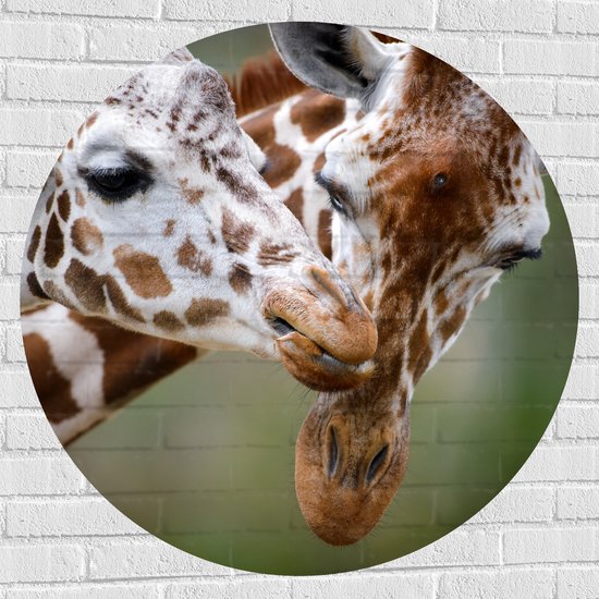 Muursticker Cirkel - Liefdevol Giraffe Duo - 100x100 cm Foto op Muursticker