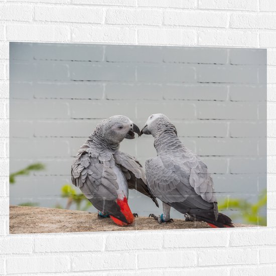 Muursticker - Liefdevol Grijs Vogelpaar met Rode Staarten - 100x75 cm Foto op Muursticker