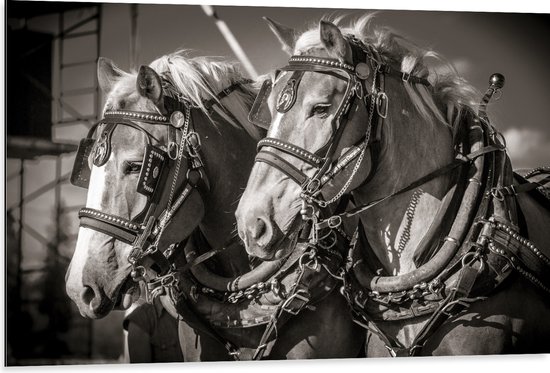 WallClassics - Dibond - Prachtig Luxe Paarden in Zwart Wit - 105x70 cm Foto op Aluminium (Met Ophangsysteem)