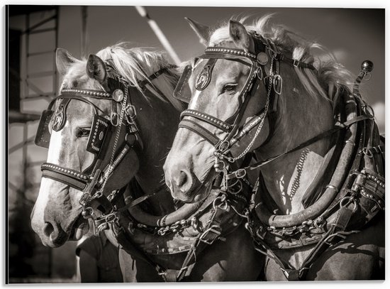 WallClassics - Dibond - Prachtig Luxe Paarden in Zwart Wit - 40x30 cm Foto op Aluminium (Met Ophangsysteem)