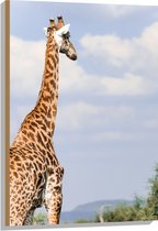 Hout - Achteraanzicht van Giraffe - 60x90 cm - 9 mm dik - Foto op Hout (Met Ophangsysteem)