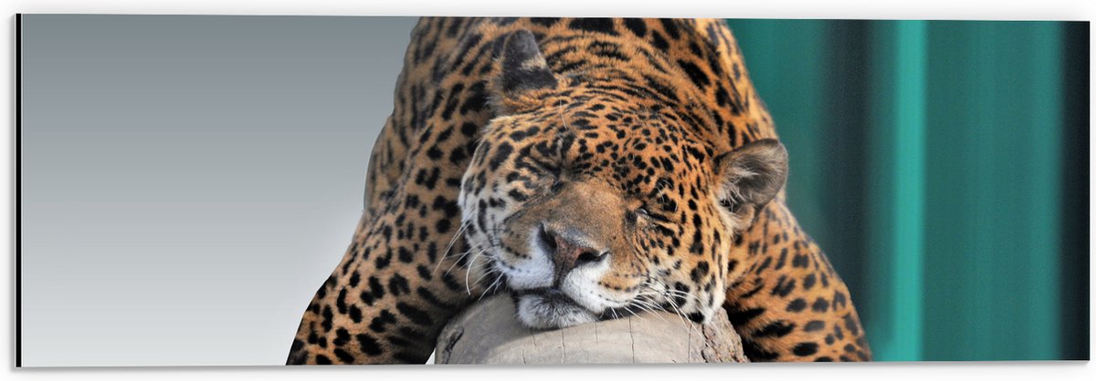 Dibond - Slapende Luipaard Liggend op een Boomstam - 60x20 cm Foto op Aluminium (Wanddecor