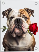 Tuinposter – Romantische Franse Bulldog Hond met Roos tegen Witte Achtegrond - 30x40 cm Foto op Tuinposter (wanddecoratie voor buiten en binnen)