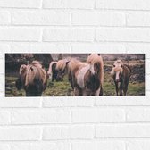 WallClassics - Muursticker - Kudde Friese Paarden - 60x20 cm Foto op Muursticker