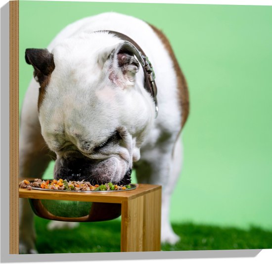 WallClassics - Hout - Hondje aan het Eten voor Groene Achtergrond - Buldog - 50x50 cm - 9 mm dik - Foto op Hout (Met Ophangsysteem)